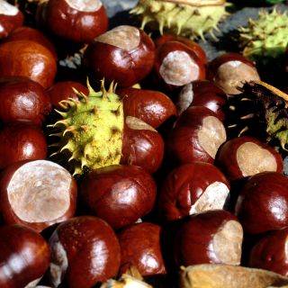 Extracto de semilla de castaño de Indias